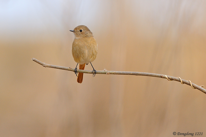 DSC_0119 拷贝.jpg