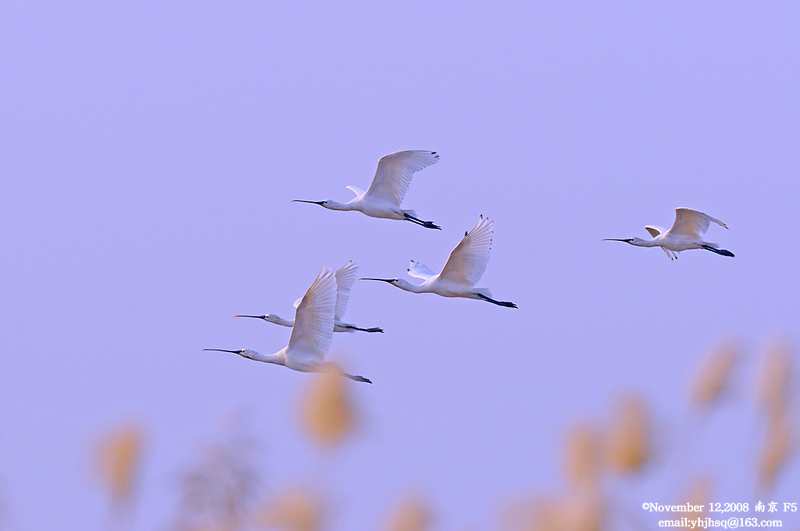 DSC_8782 拷贝.jpg
