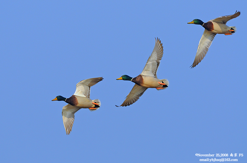 DSC_8980 拷贝.jpg