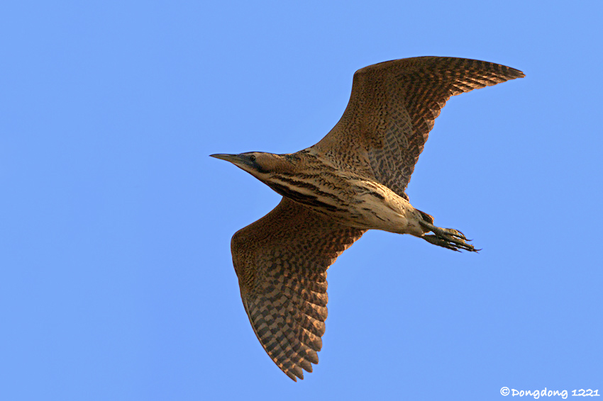 DSC_9015 拷贝.jpg