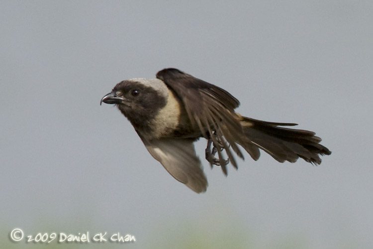 birdsM2009016_DCKC0780.jpg