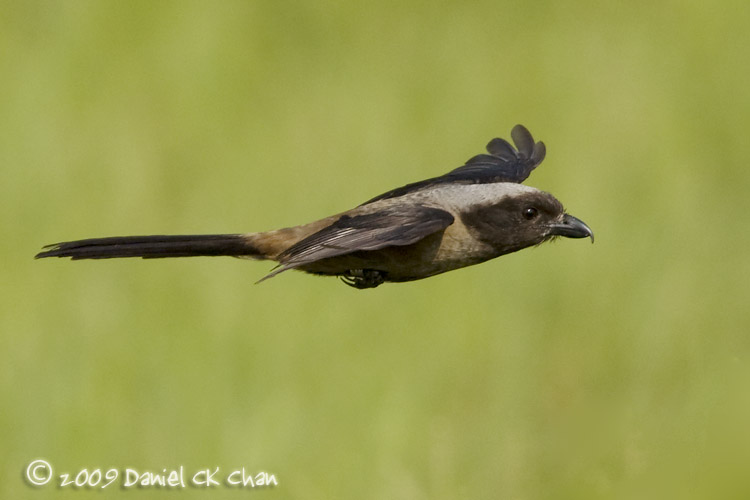 birdsM2009015_DCKC0778.jpg