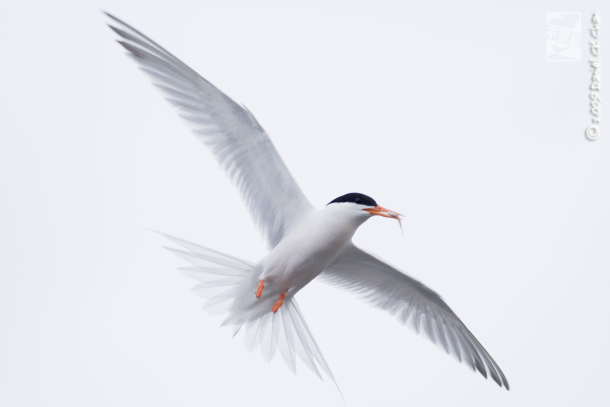 birds2009019_DCKC0910_1200.jpg