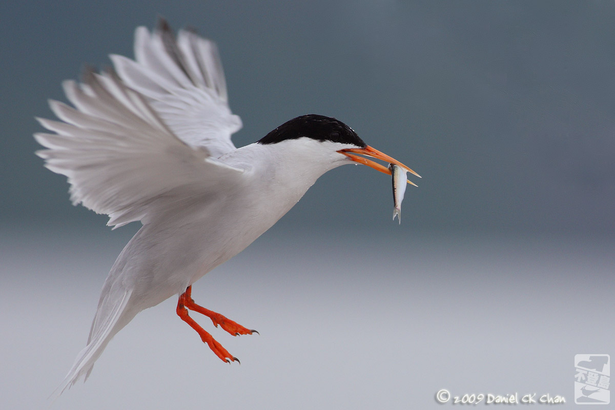 birds2009044_DCKC2139_1200.jpg