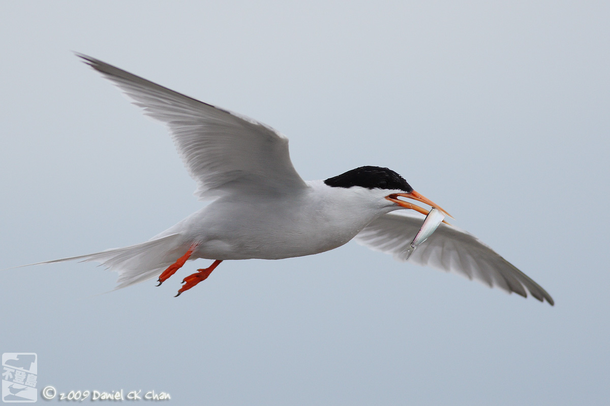 birds2009069_DCKC2138_1200.jpg