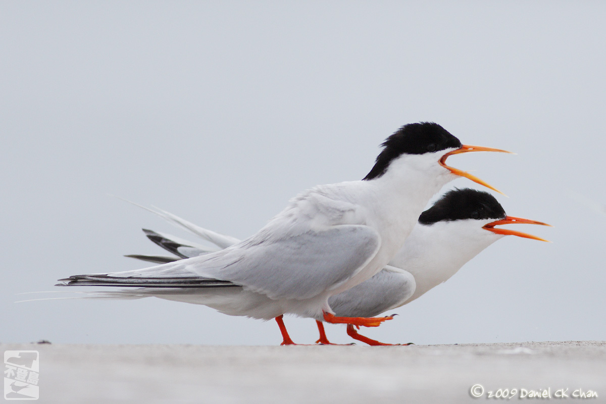 birds2009034_DCKC1520_1200.jpg