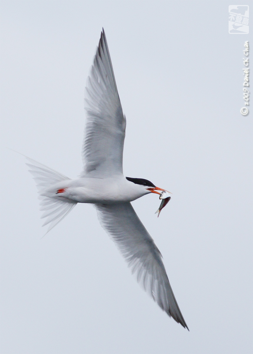 birds2009022_DCKC0991_1200.jpg