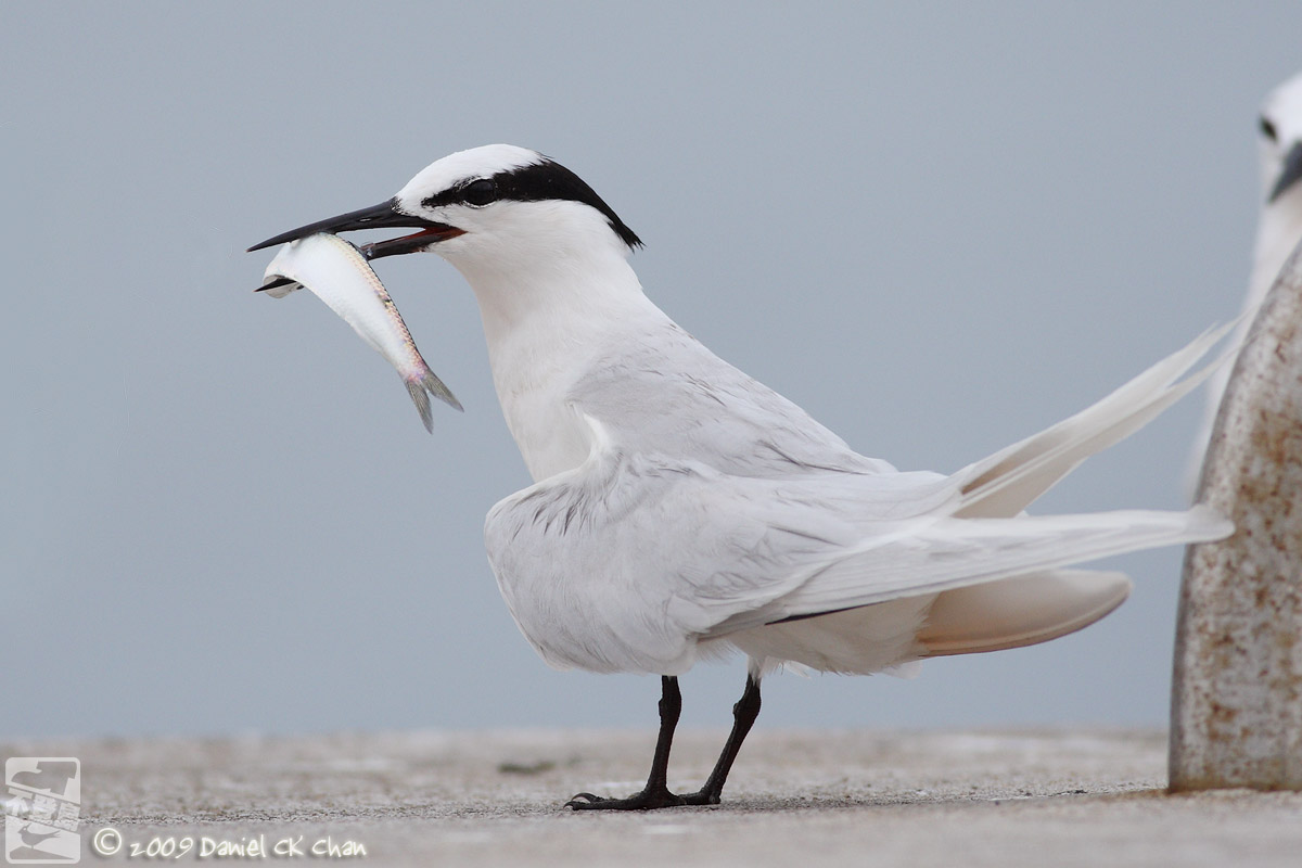 birds2009073_DCKC2191_1200.jpg