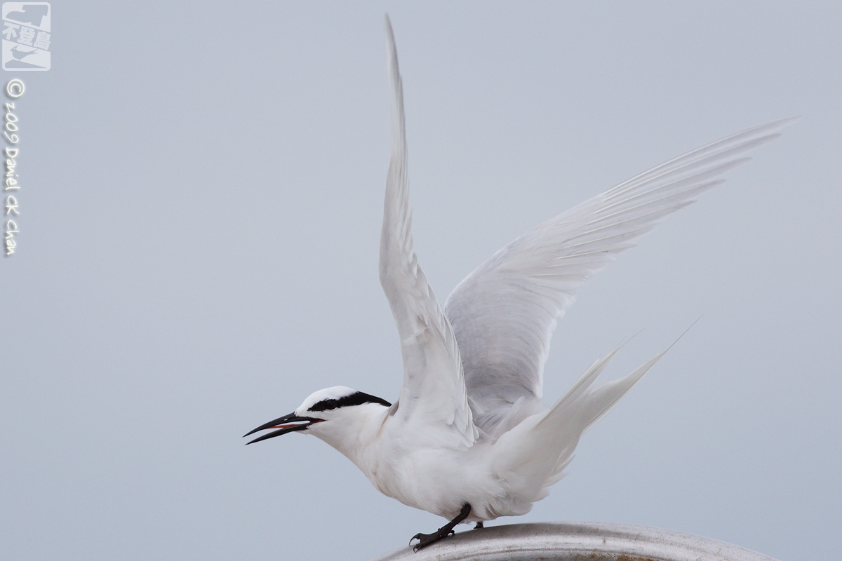 birds2009043_DCKC1711_1200.jpg