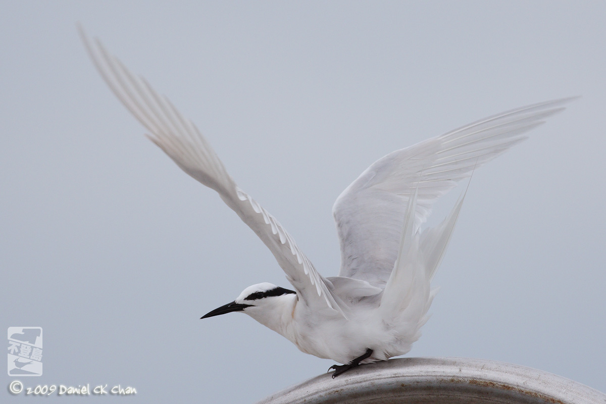 birds2009042_DCKC1710_1200.jpg