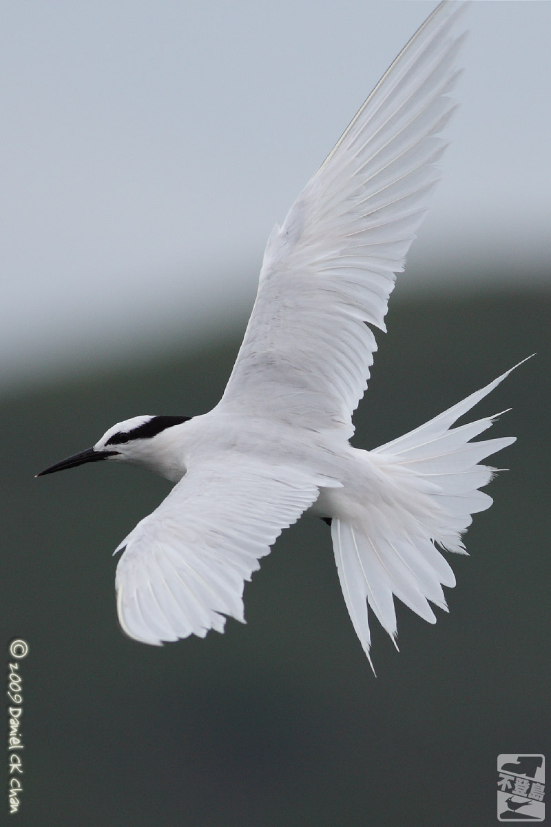 birds2009066_DCKC2126_1200.jpg
