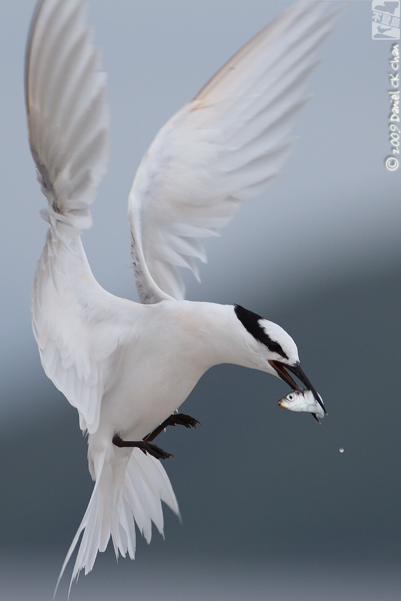 birds2009045_DCKC2180_1200.jpg