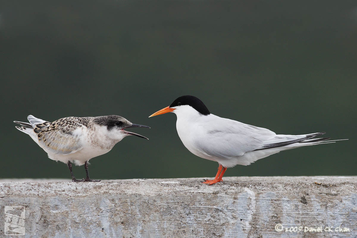 birds2009038_DCKC1623_1200.jpg