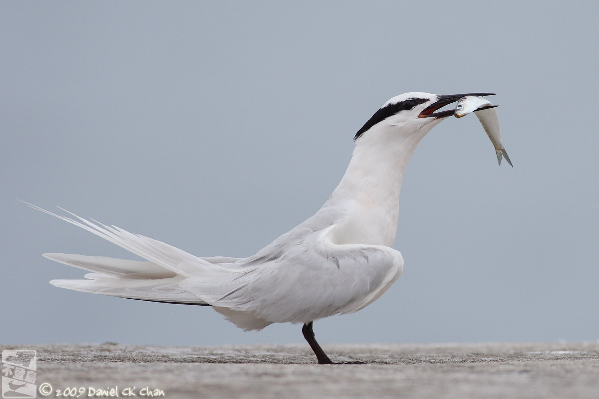 birds2009077_DCKC2211_1200.jpg
