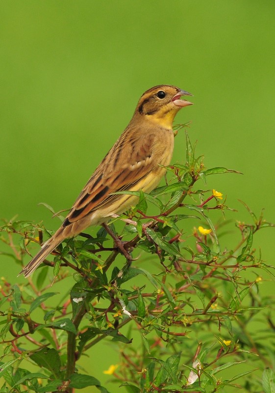 DSC_2333.JPG