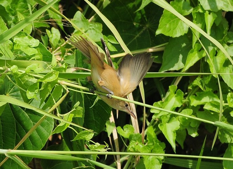 DSC_4600.JPG