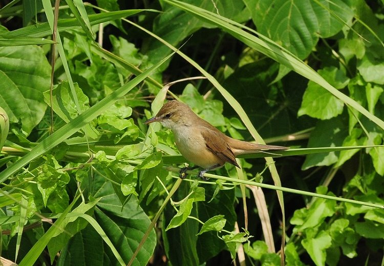 DSC_4585.JPG