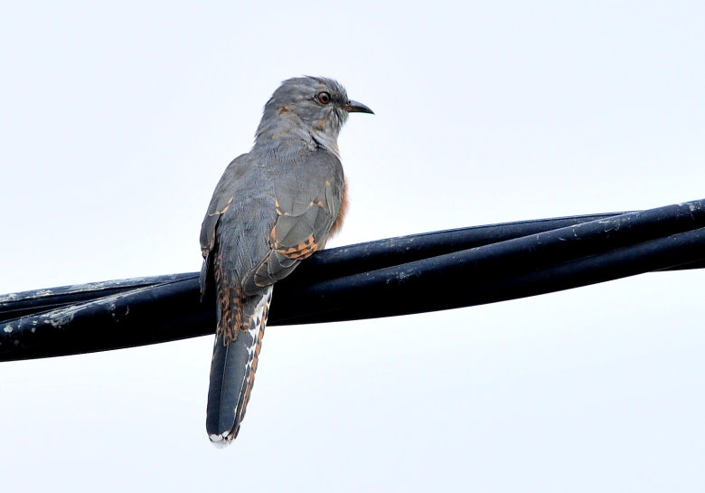 DSC_5711.JPG