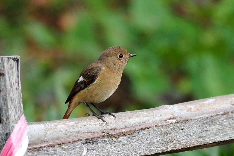 DSC_6336.JPG