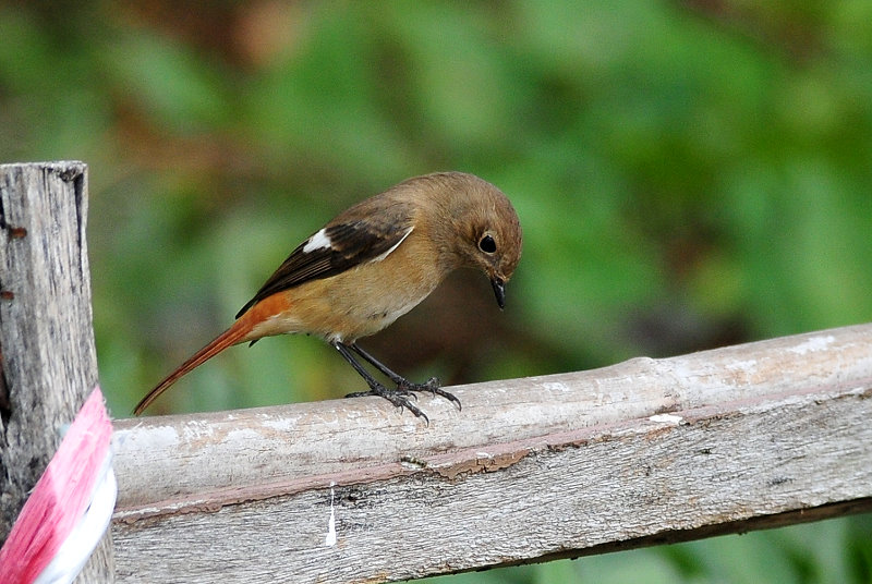 DSC_6333.JPG