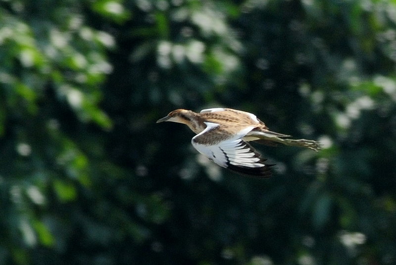 DSC_4524.jpg