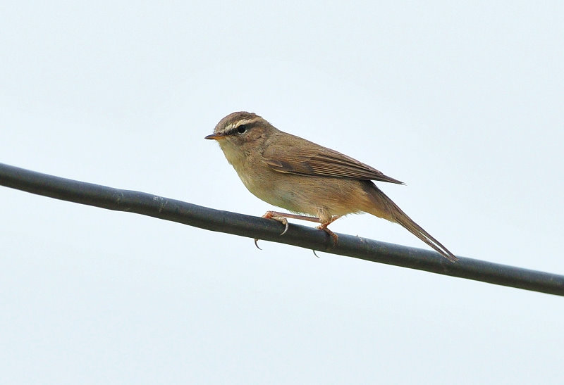 DSC_5741.JPG