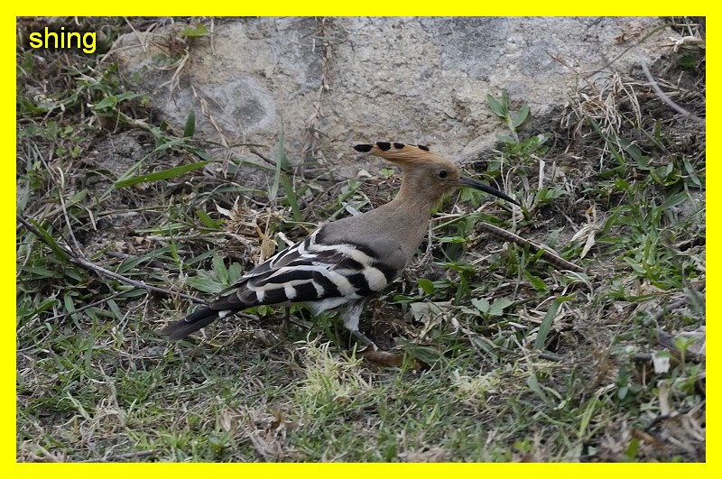 DSC_0027ggg.jpg