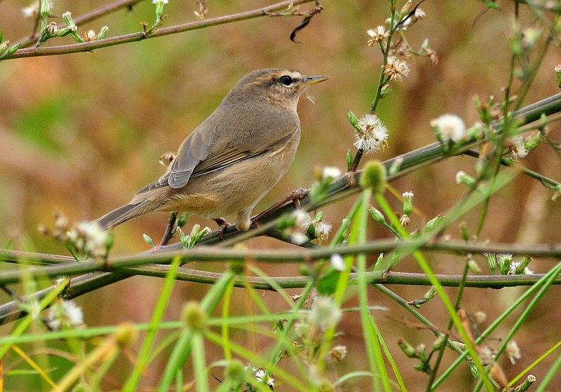 DSC_6244.JPG
