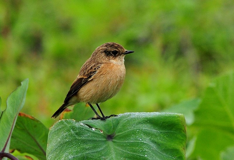 DSC_5585.JPG