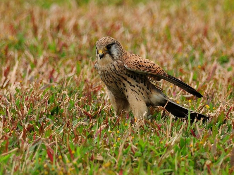 DSC_1539.JPG