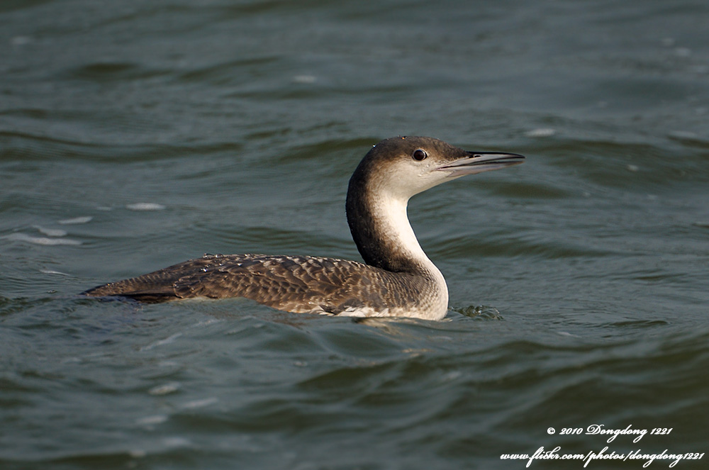 DSC_8575 拷贝.jpg