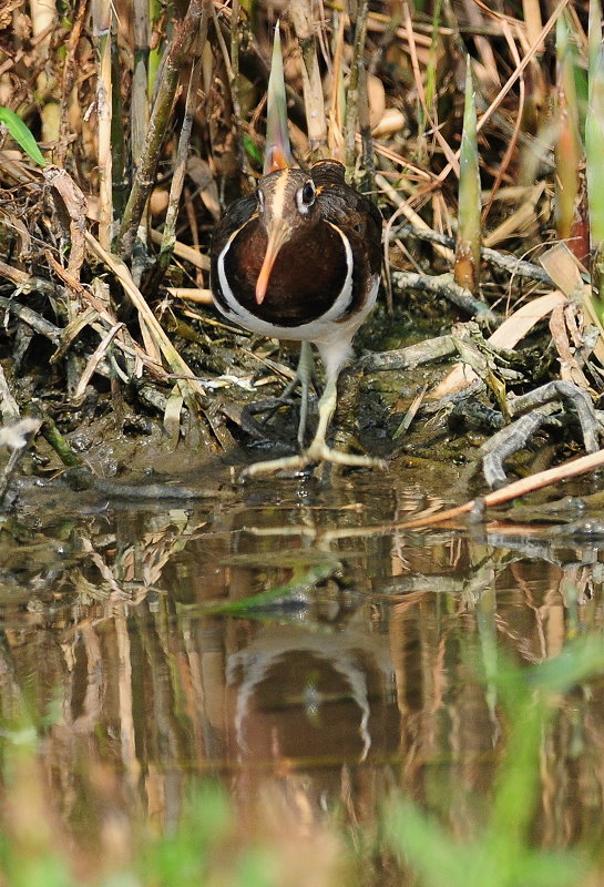 DSC_5524.JPG
