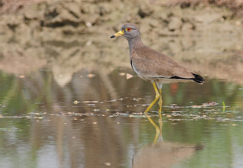 DSC_7055.JPG