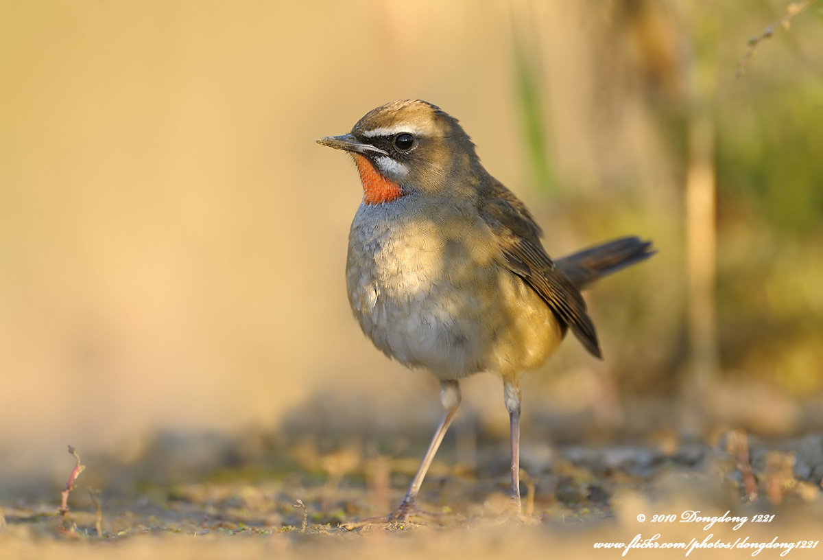 DSC_6377副本.jpg