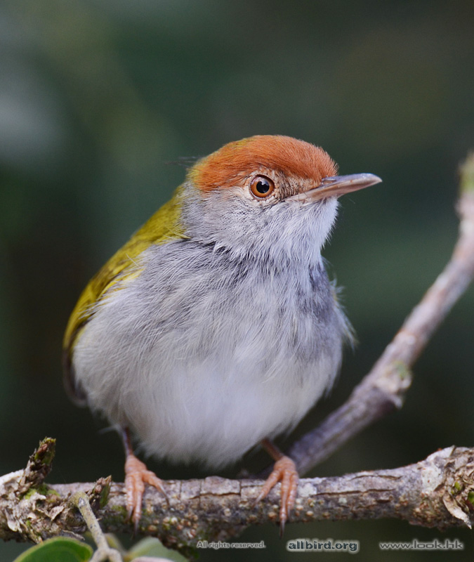 长尾缝叶莺 common tailorbird