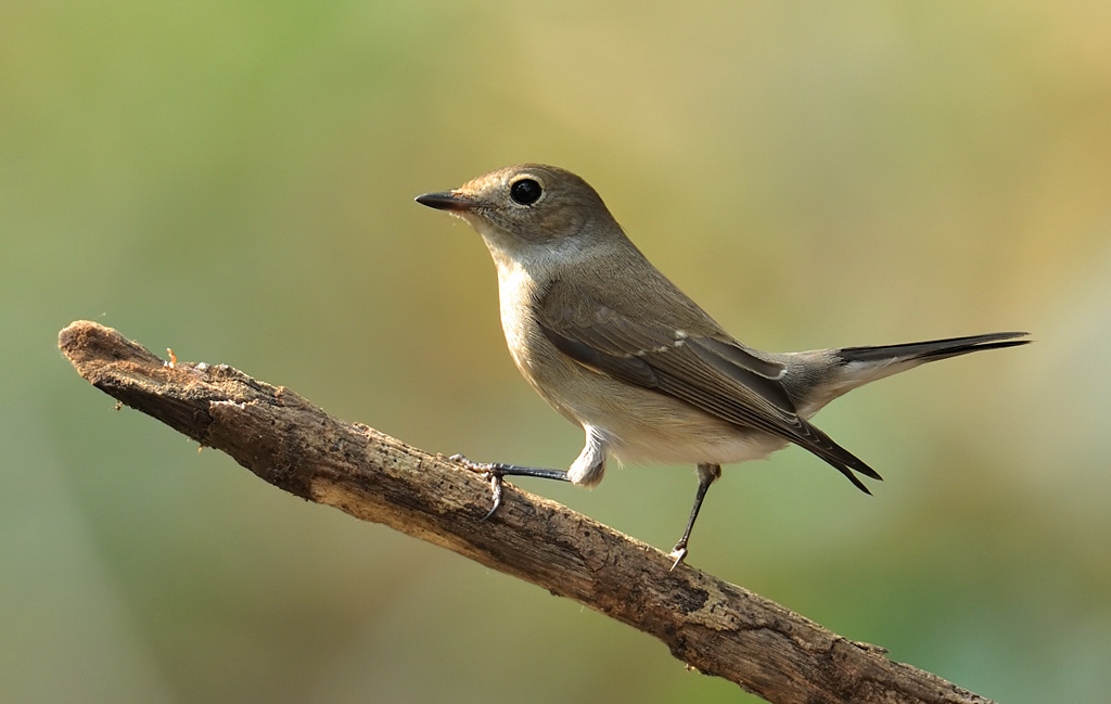 Red throated flycather.jpg