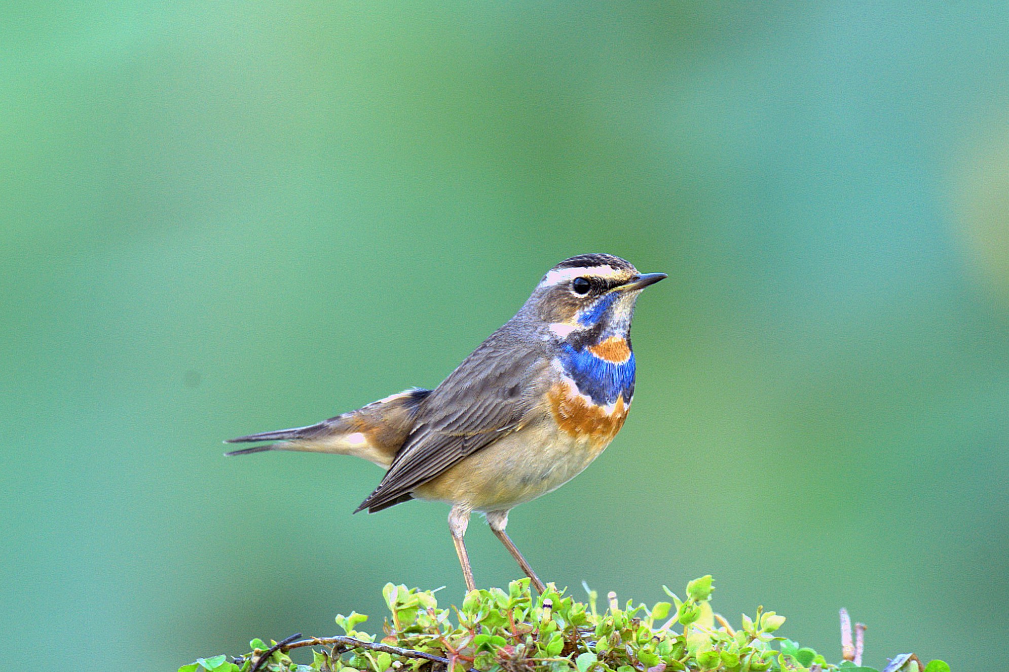 SKW_3868.jpg