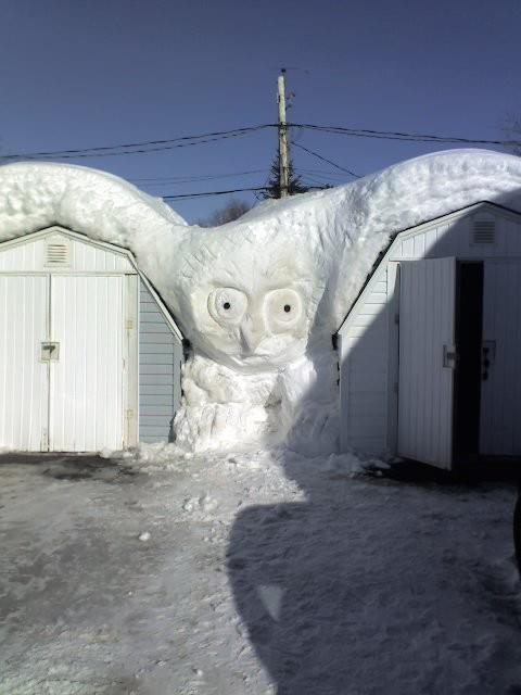 A Snowy Owl .jpg