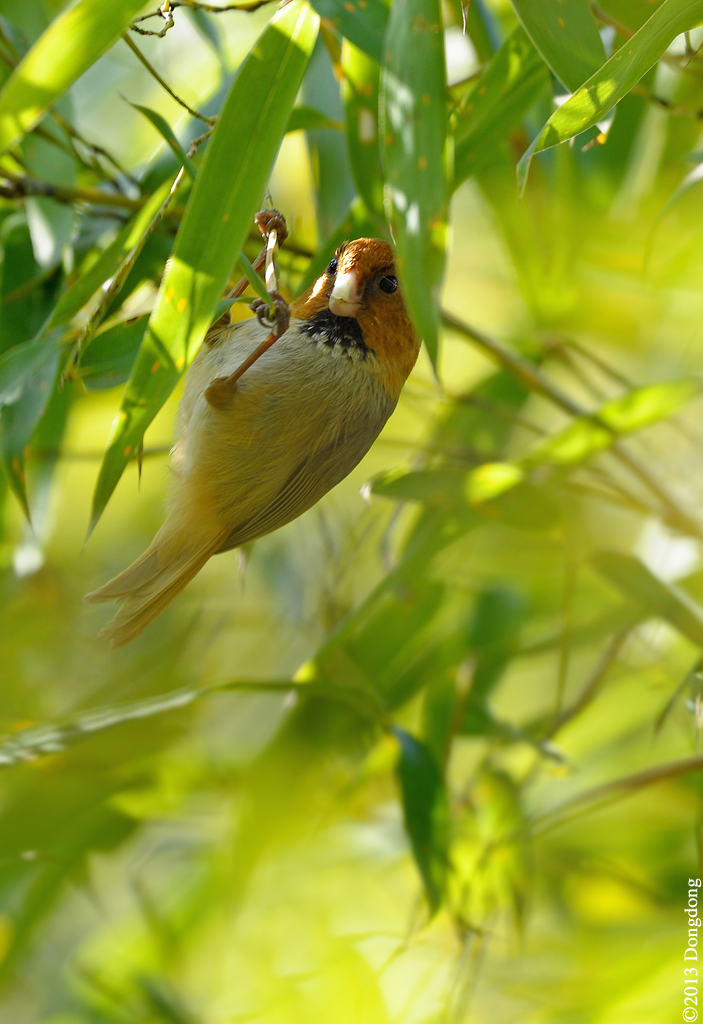 短尾鸦雀 short-tailed parrotbill
