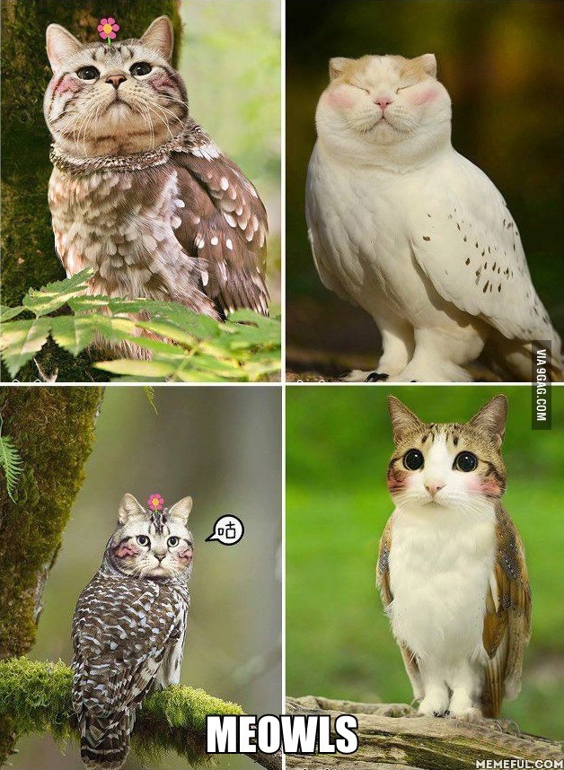 ooooowl.jpg